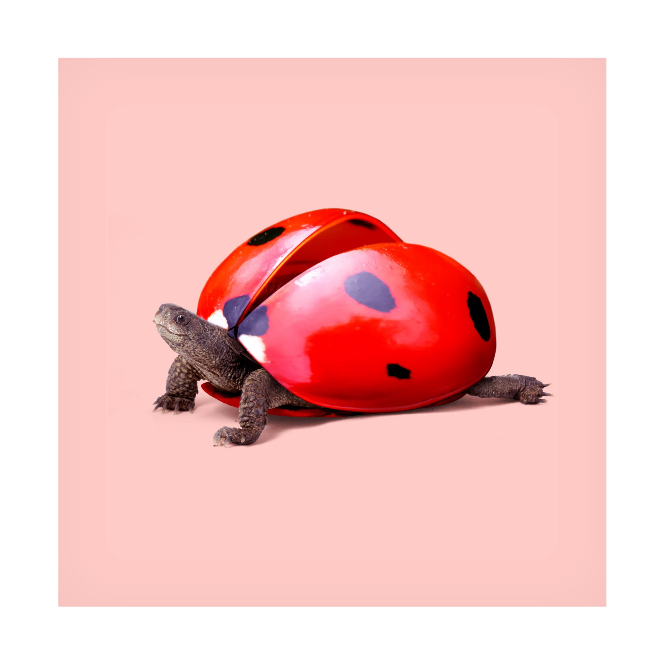 Trademark Fine Art Artem Pozdniakov Ladybug Turtle Canvas Wall Art