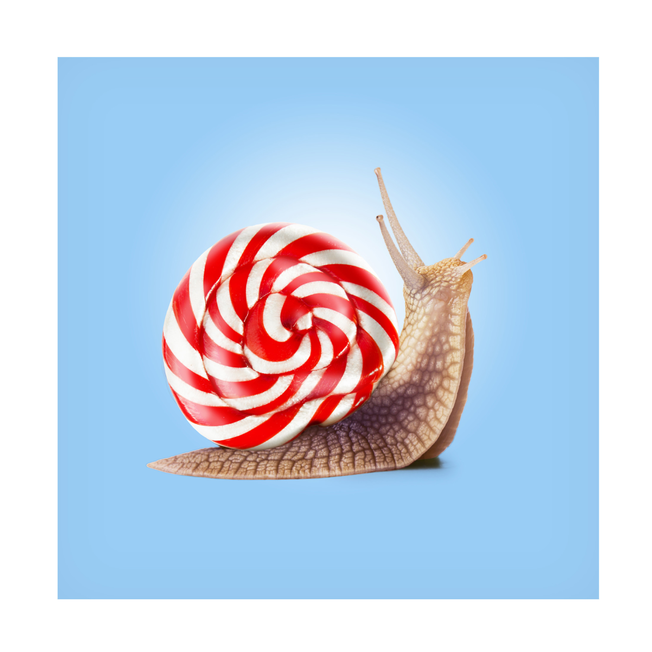 Trademark Fine Art Artem Pozdniakov  Snail Candy Canvas Wall Art