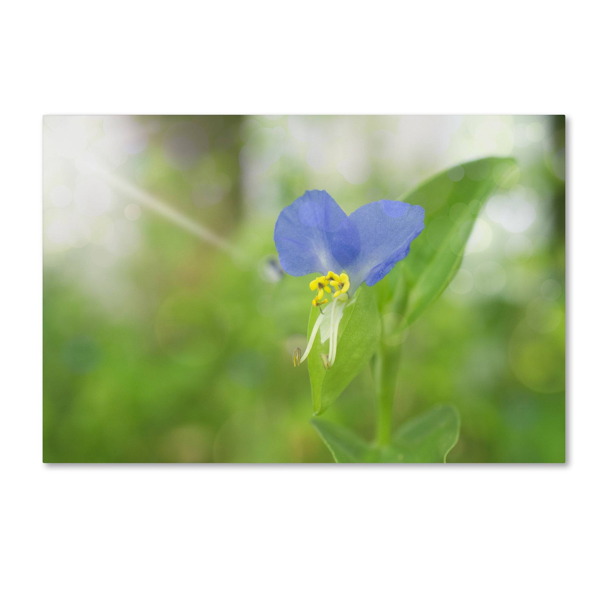 Trademark Fine Art 'Asiatic Dayflower' Canvas Art by PIPA Fine Art