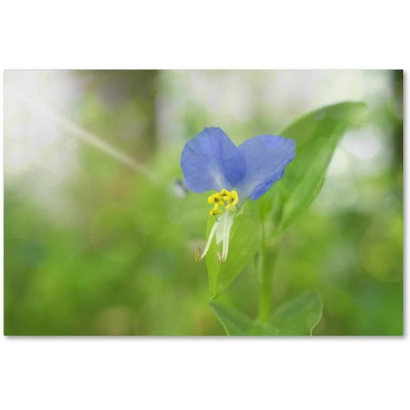 Trademark Fine Art 'Asiatic Dayflower' Canvas Art by PIPA Fine Art