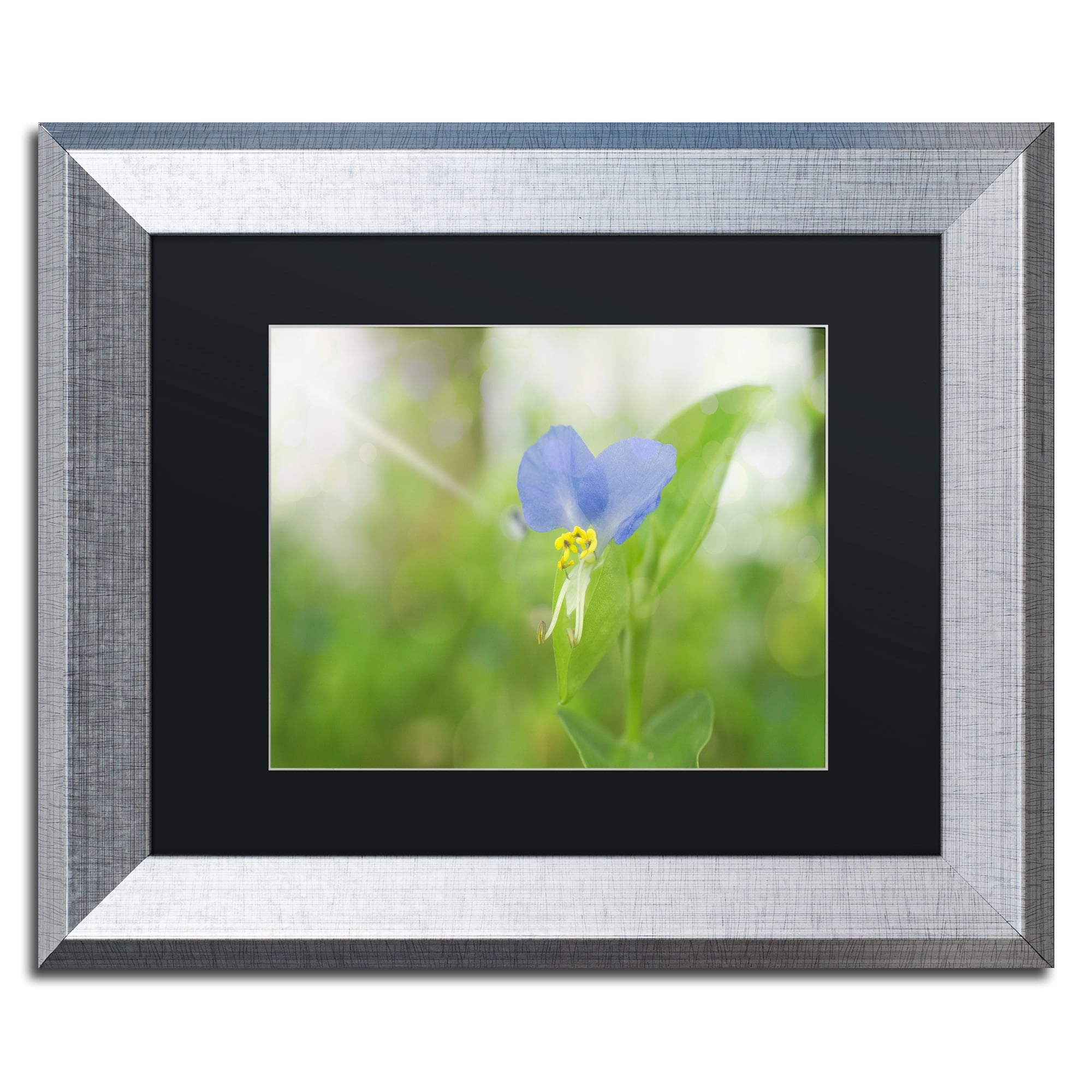 Trademark Fine Art 'Asiatic Dayflower' Silver Framed Art by PIPA Fine Art