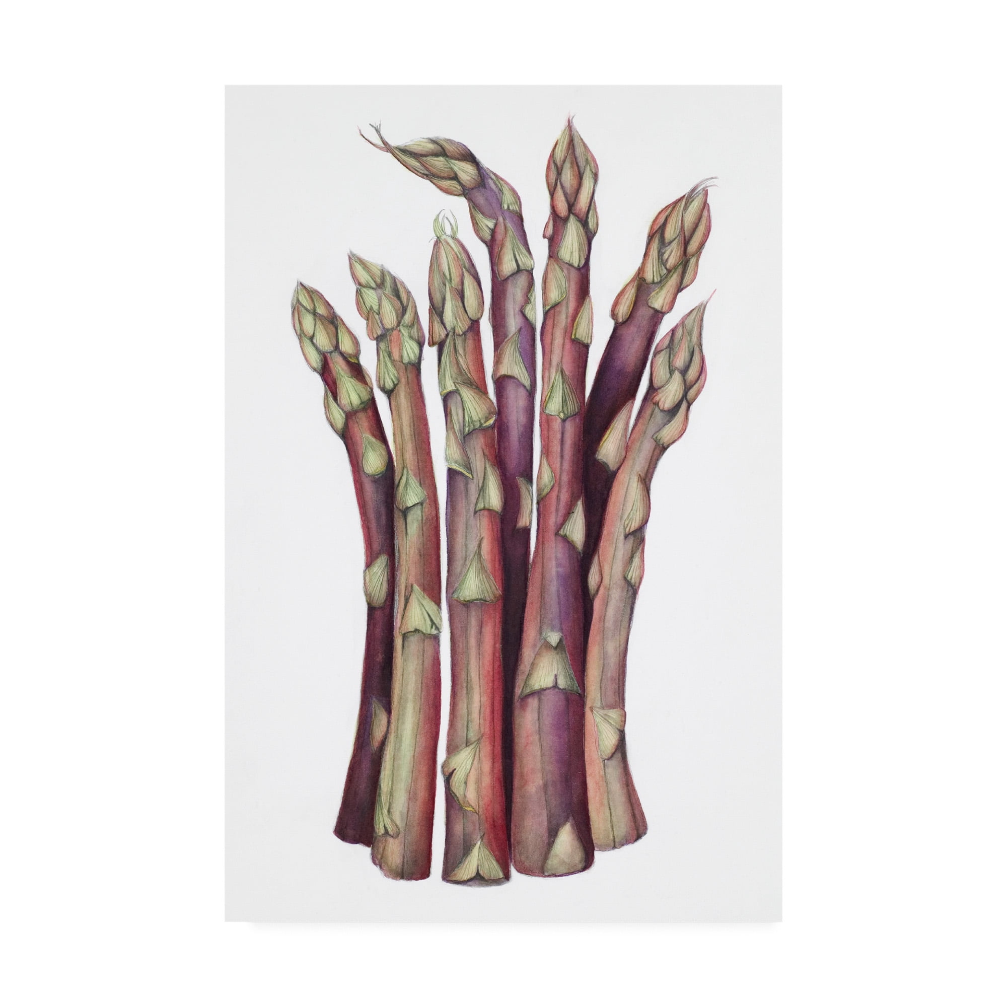 Trademark Fine Art 'Asparagus Muted Colors' Canvas Art by Deborah Kopka
