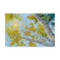 thumbnail image 1 of Trademark Fine Art 'Aspen Canopy' Canvas Art by Nanette Oleson, 1 of 4