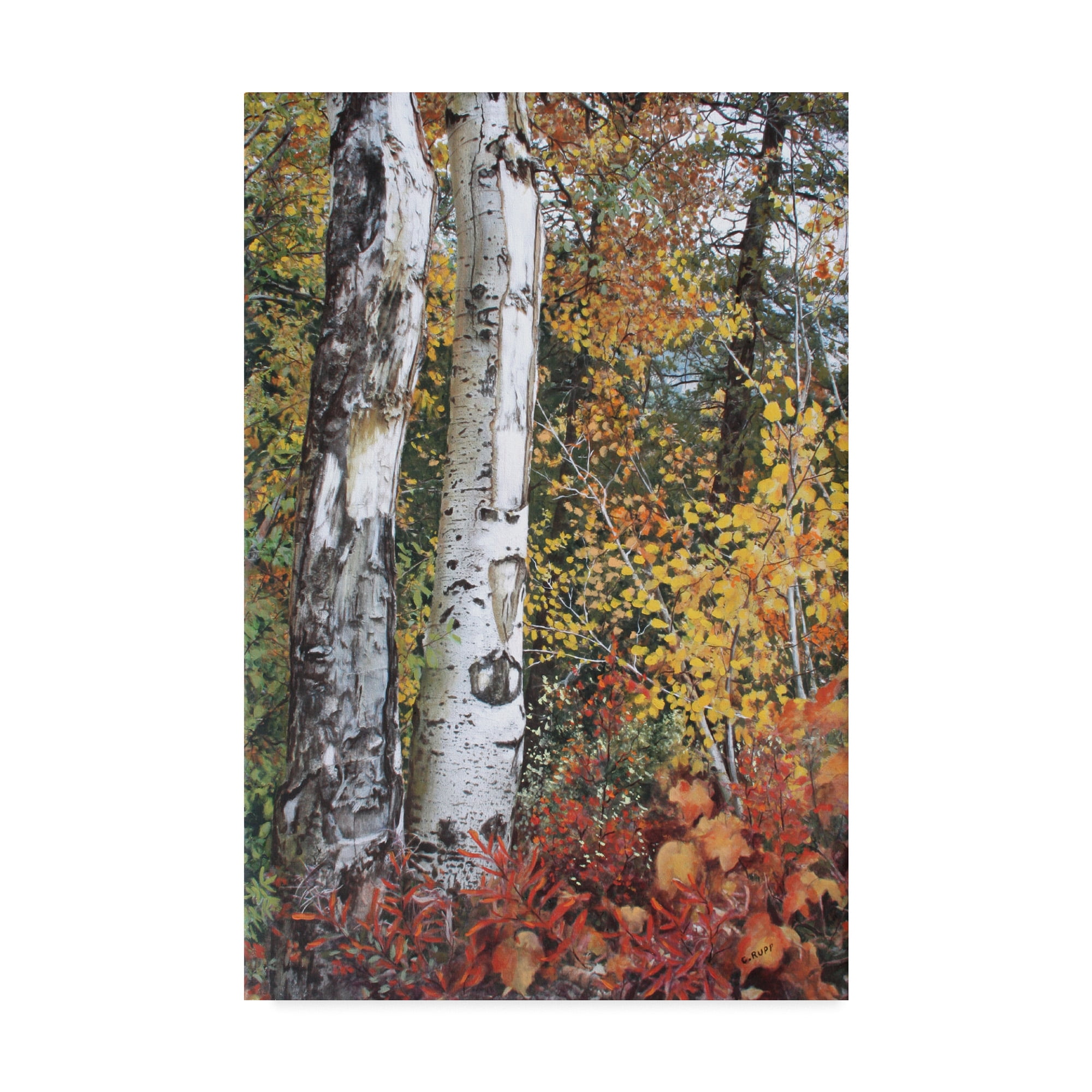 Trademark Fine Art 'Aspen Duo' Canvas Art by Carol J Rupp