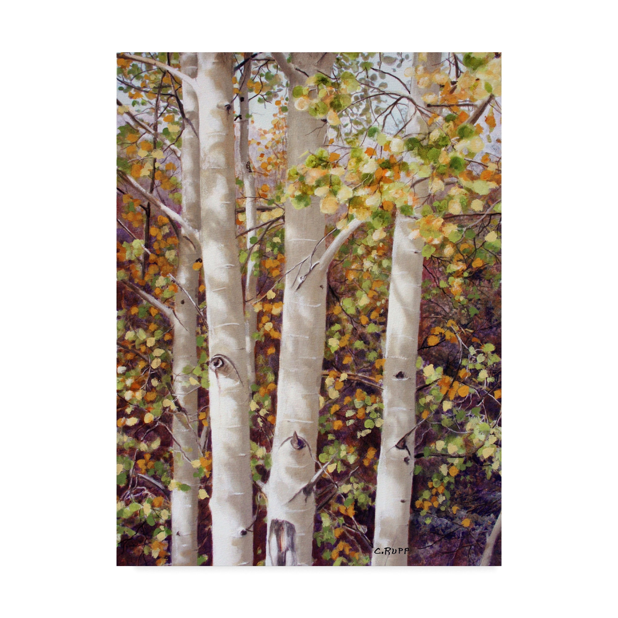 Trademark Fine Art 'Aspen Quartet' Canvas Art by Carol J Rupp