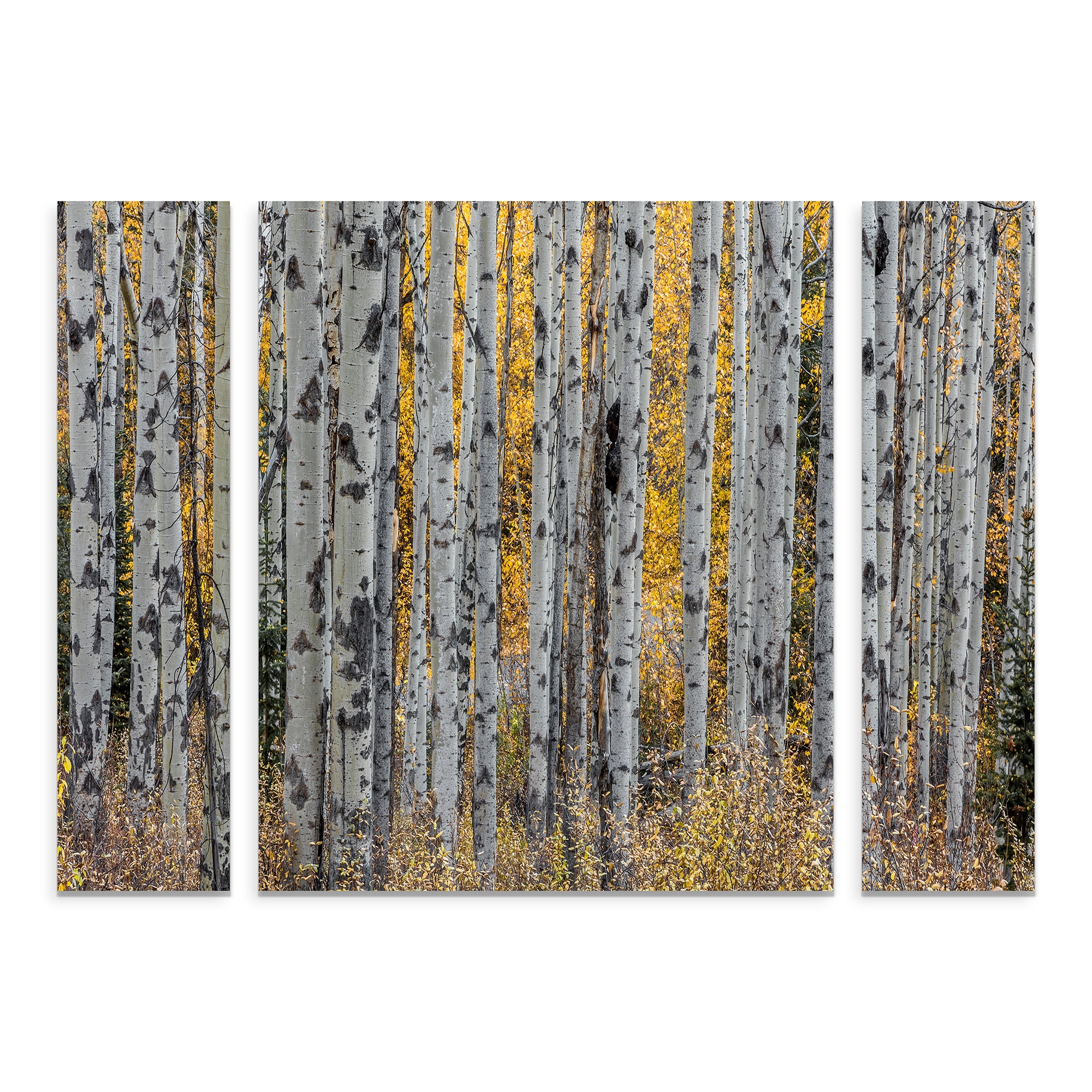 Trademark Fine Art 'Aspen Trees' Canvas Art by Pierre Leclerc