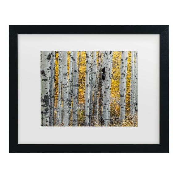 Trademark Fine Art 'Aspen Trees' Canvas Art by Pierre Leclerc