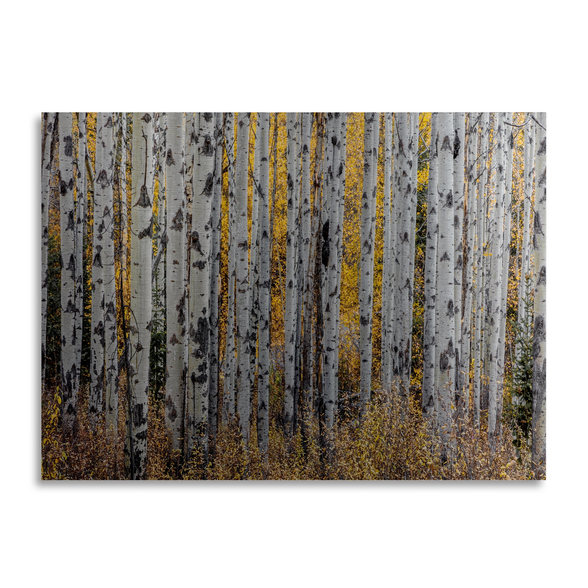 Trademark Fine Art 'Aspen Trees' Floating Brushed Aluminum Art by Pierre Leclerc