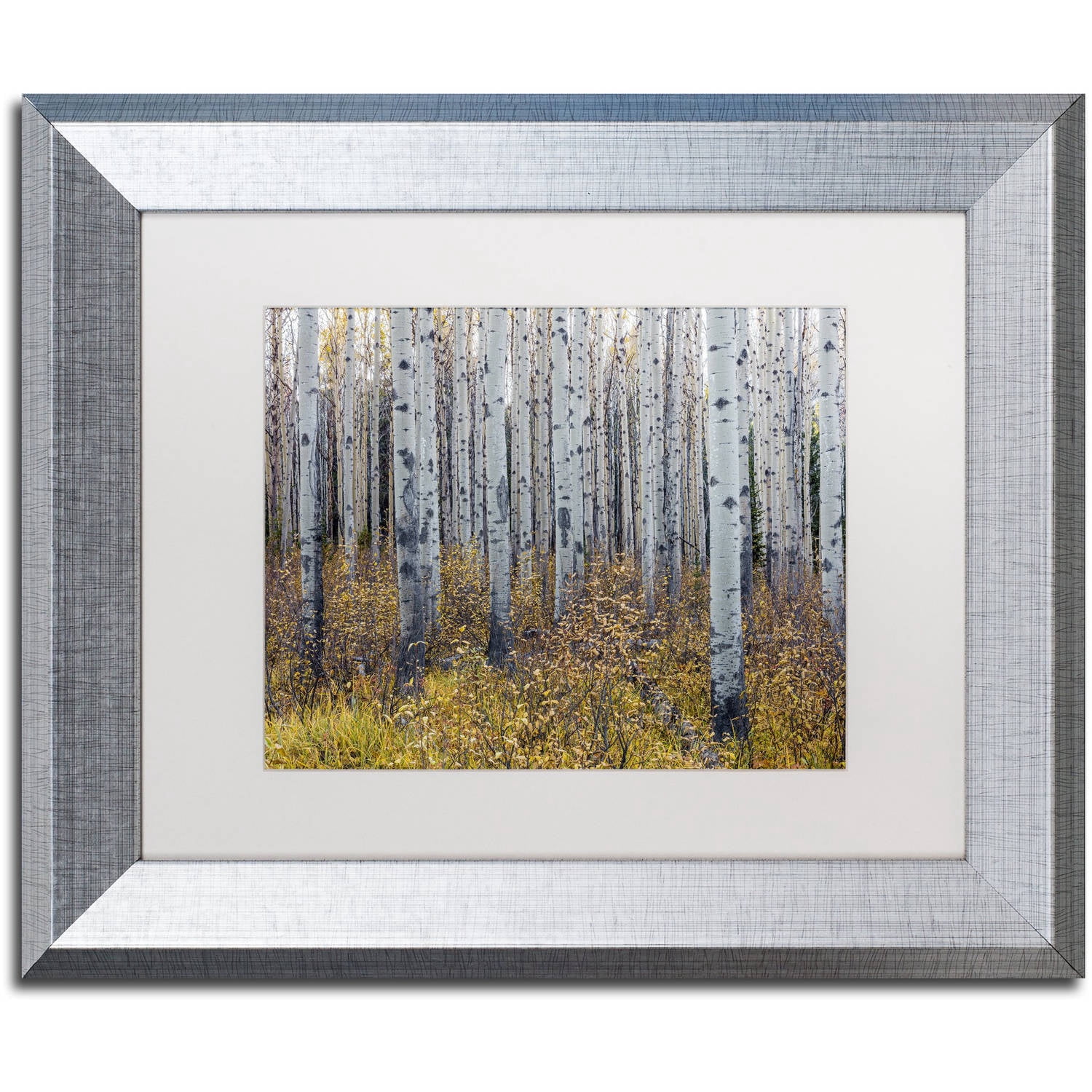 Trademark Fine Art 'Aspen Trees in Autumn' Canvas Art by Pierre Leclerc, White Matte, Silver Frame