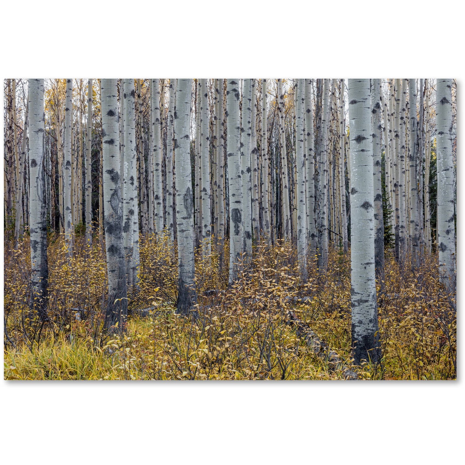 Pierre Leclerc 'Aspen Trees in Autumn' Canvas Art 16 x 24