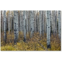Trademark Fine Art 'Aspen Trees in Autumn' Canvas Art by Pierre Leclerc
