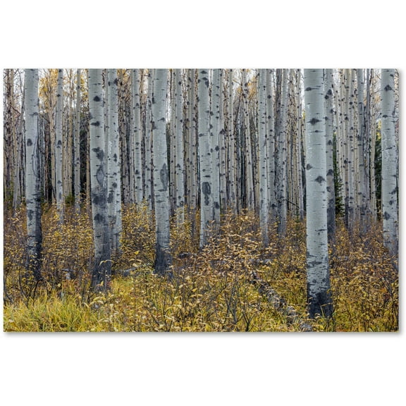 Trademark Fine Art 'Aspen Trees in Autumn' Canvas Art by Pierre Leclerc