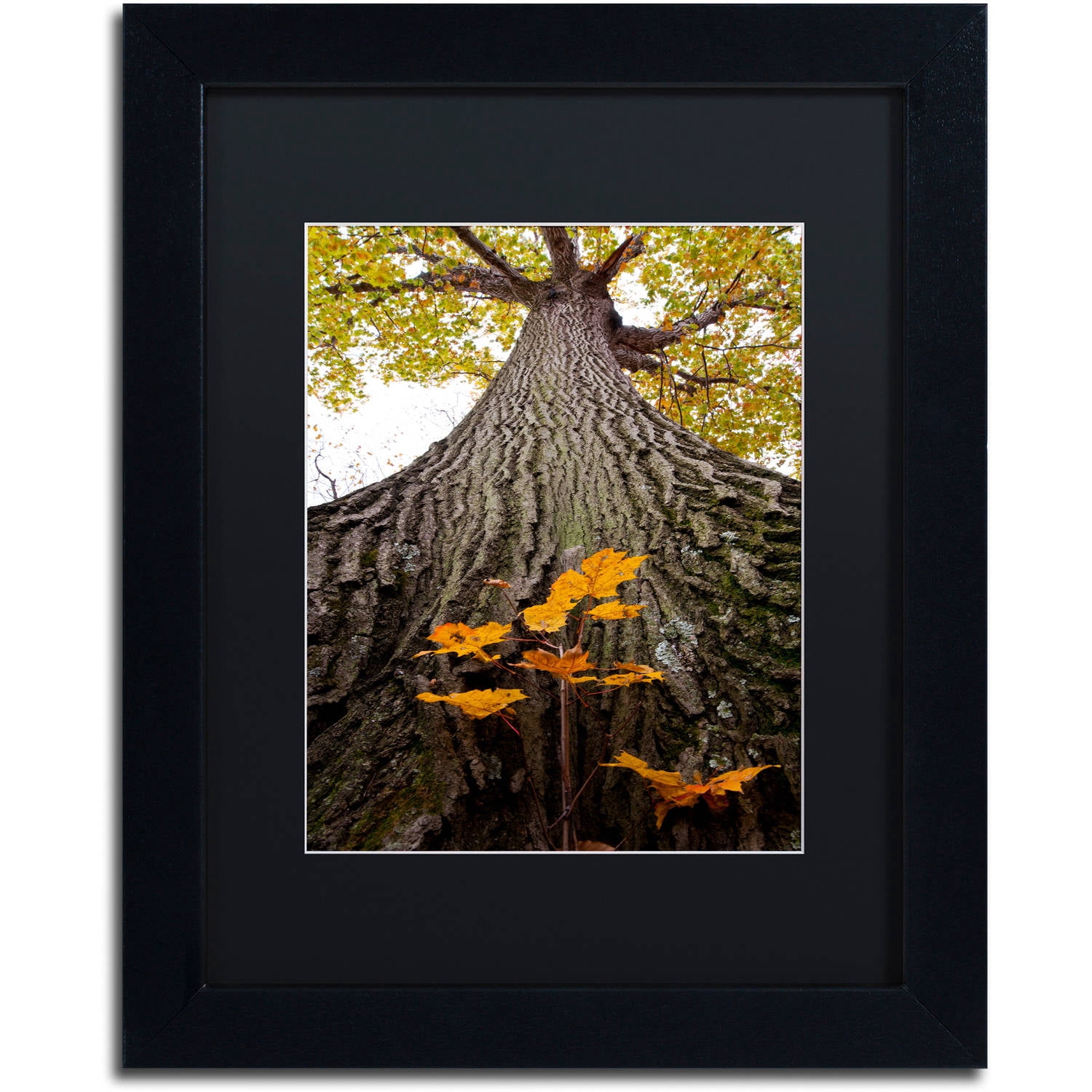 Trademark Fine Art "Aspiring to New Heights" Canvas Art by Kurt Shaffer, Black Matte, Black Frame
