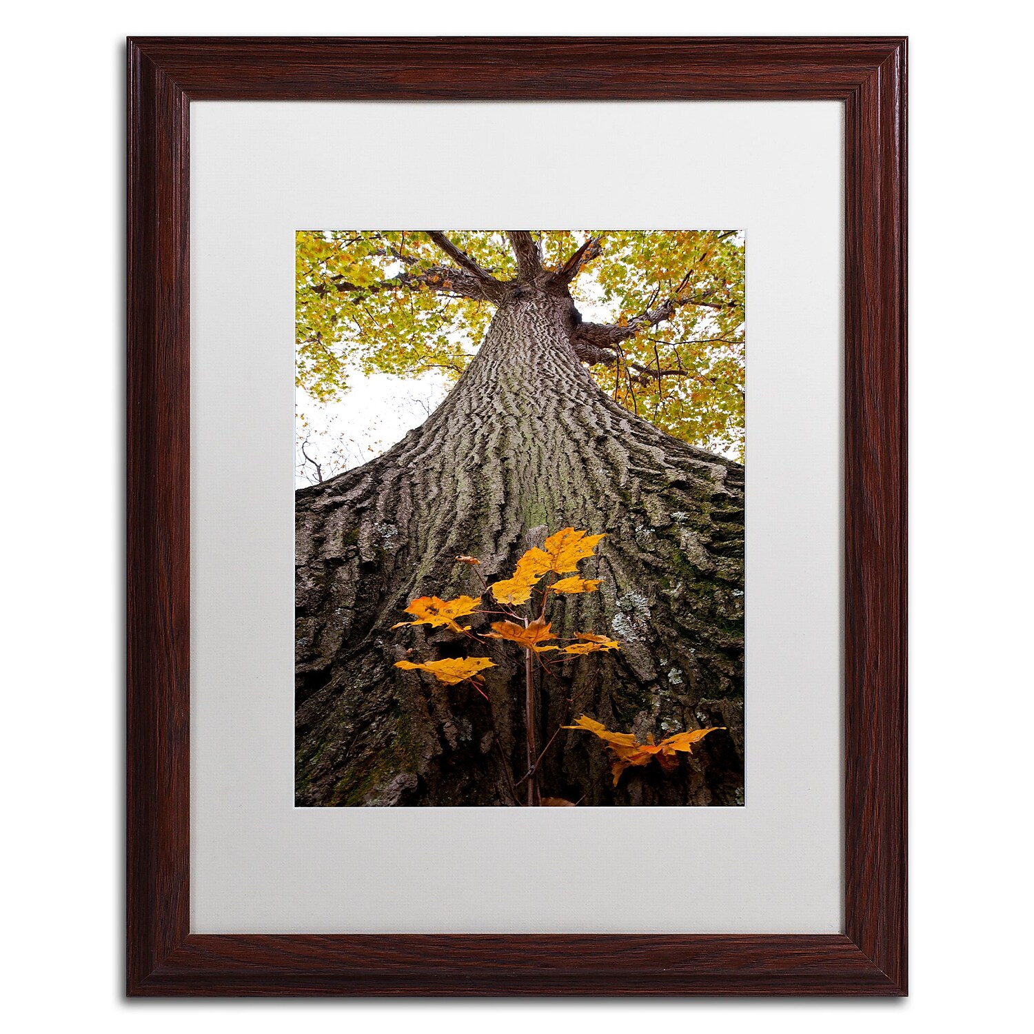 Trademark Fine Art "Aspiring to New Heights" Canvas Art by Kurt Shaffer, White Matte, Wood Frame