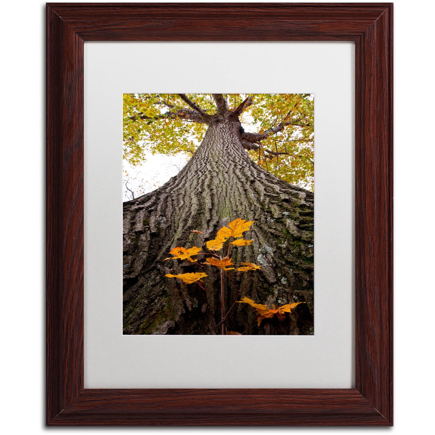 Trademark Fine Art "Aspiring to New Heights" Canvas Art by Kurt Shaffer, White Matte, Wood Frame
