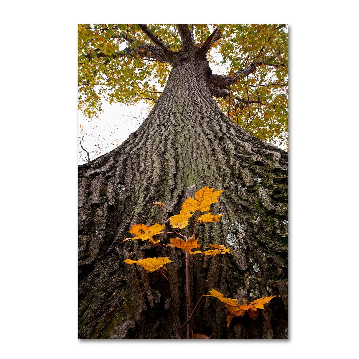 Trademark Fine Art "Aspiring to New Heights" Canvas Art by Kurt Shaffer
