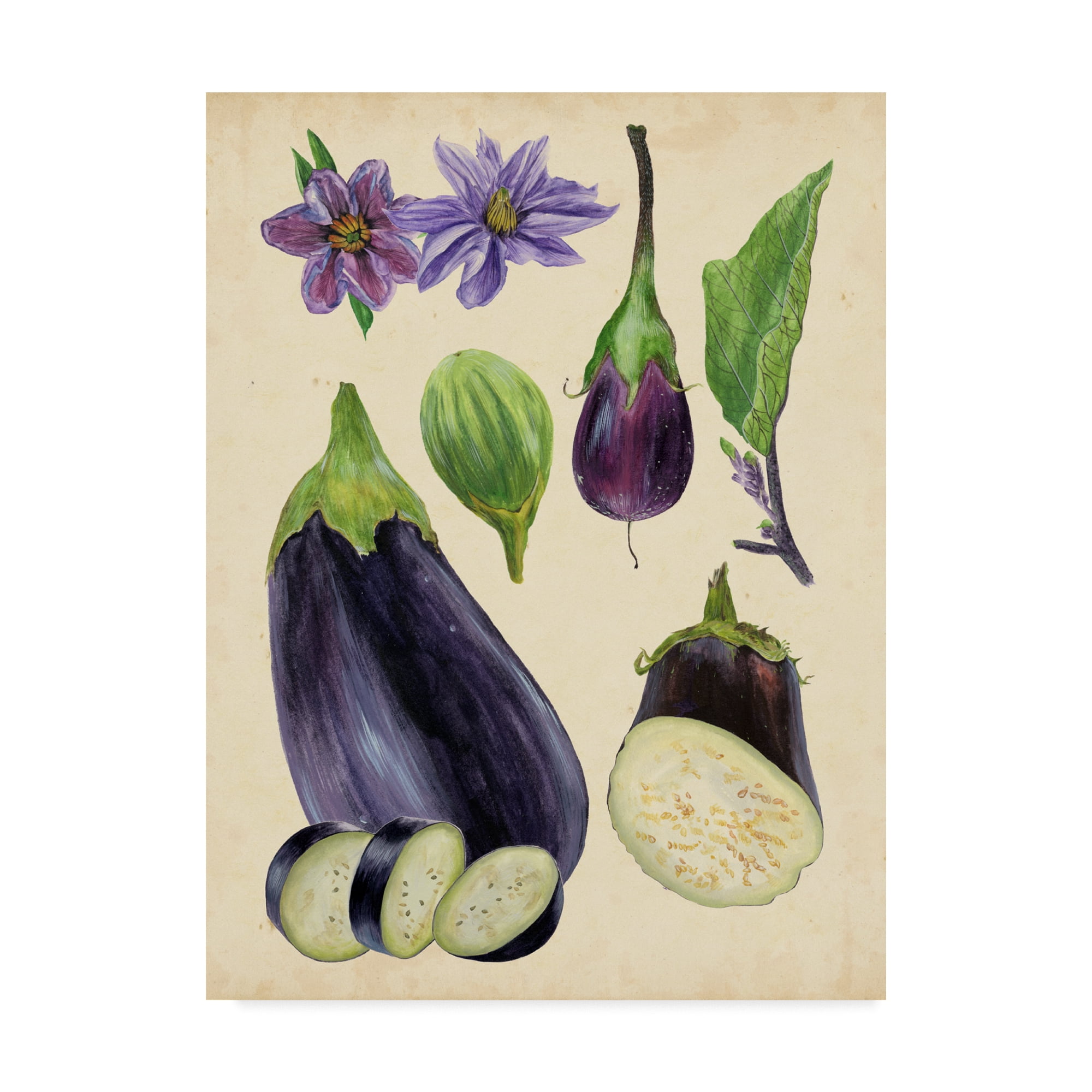 Trademark Fine Art 'Aubergine Study I' Canvas Art by Melissa Wang