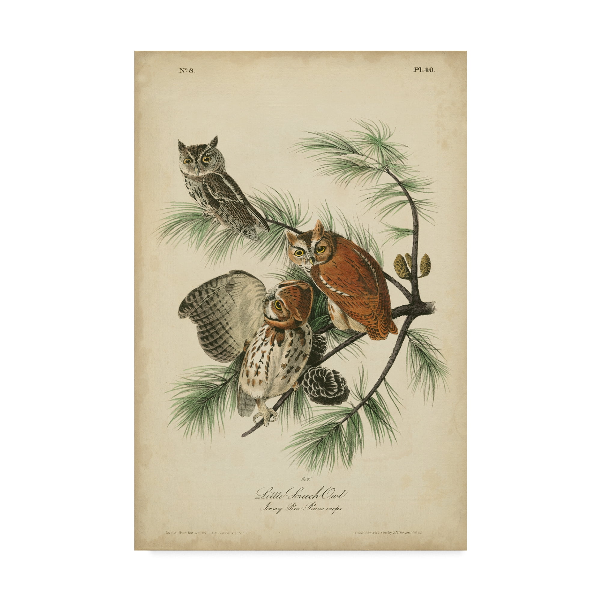Trademark Fine Art 'Audubon Screech Owl' Canvas Art by John James Audubon