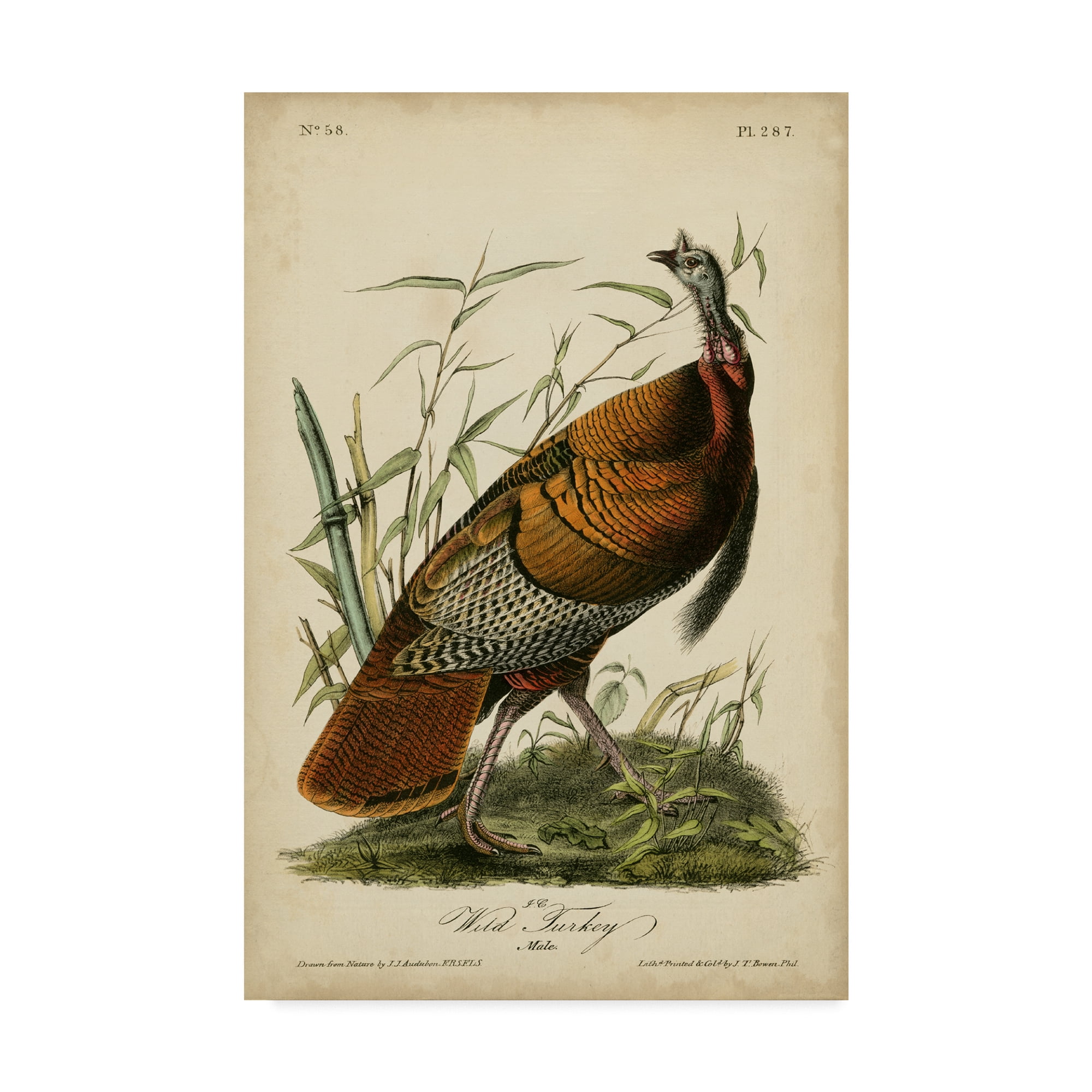 Audubon Wild Turkey Print on Canvas with Wooden Frame