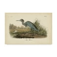 thumbnail image 1 of Trademark Fine Art 'Audubons Blue Heron' Canvas Art by John James Audubon, 1 of 4