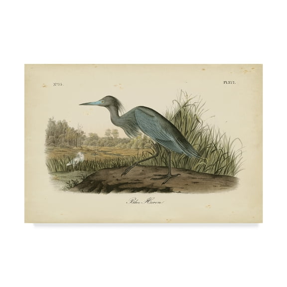 Trademark Fine Art 'Audubons Blue Heron' Canvas Art by John James Audubon
