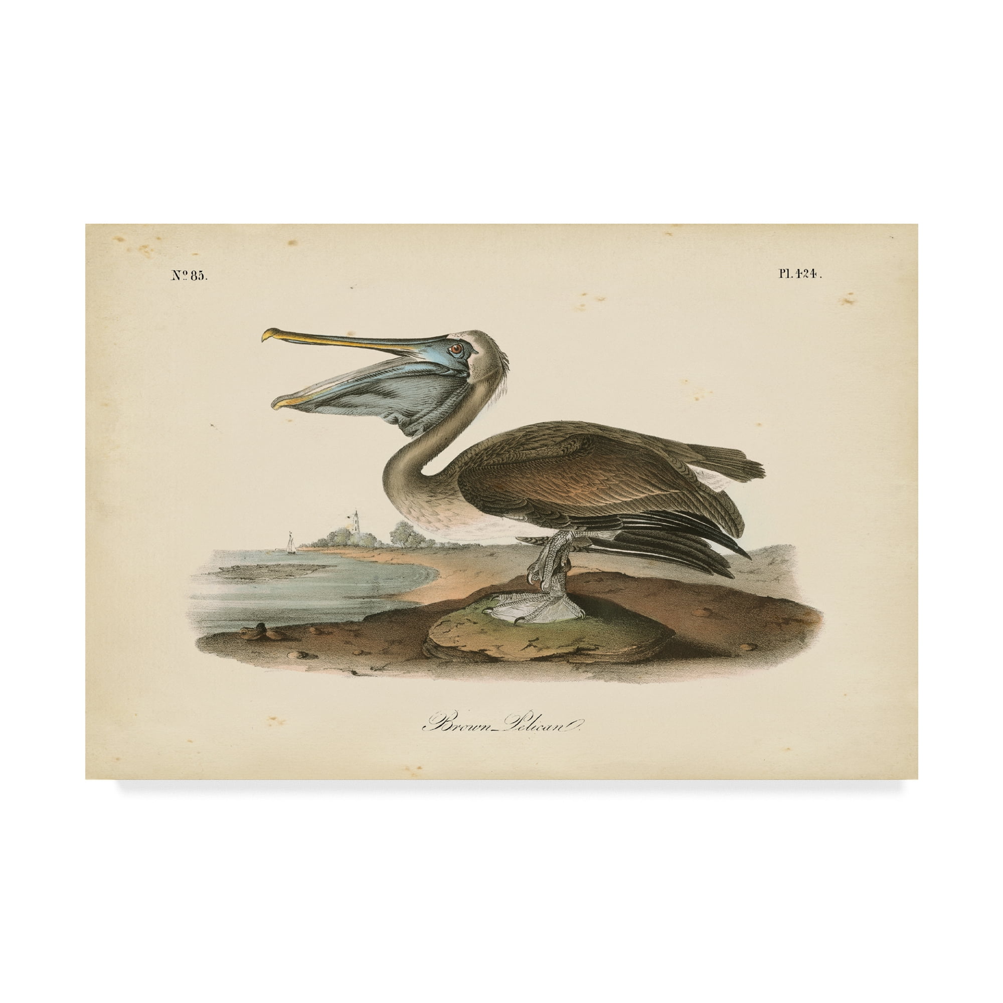 Trademark Fine Art 'Audubons Brown Pelican' Canvas Art by John James Audubon
