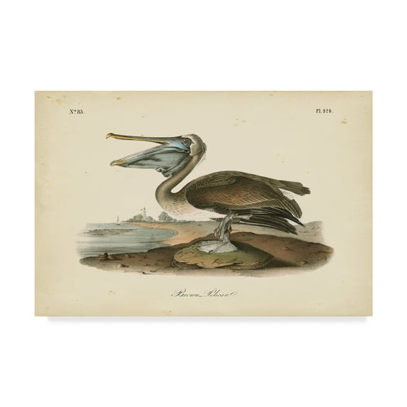 Trademark Fine Art 'Audubons Brown Pelican' Canvas Art by John James Audubon