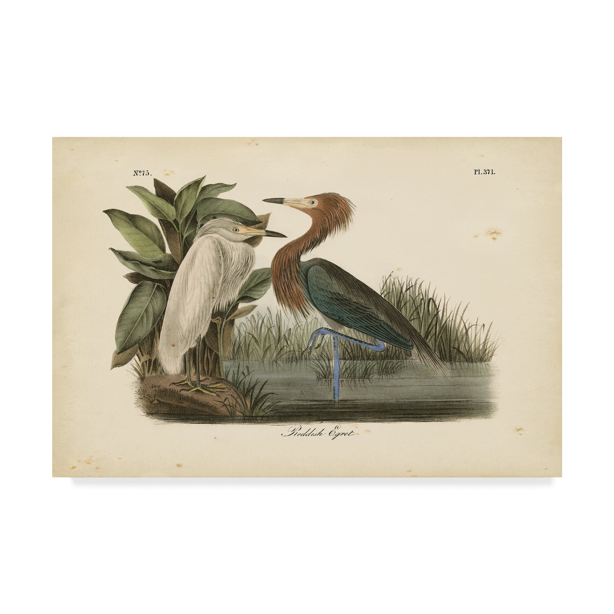 Mid-Century Modern Reddish Egret Canvas Art in Wood Frame