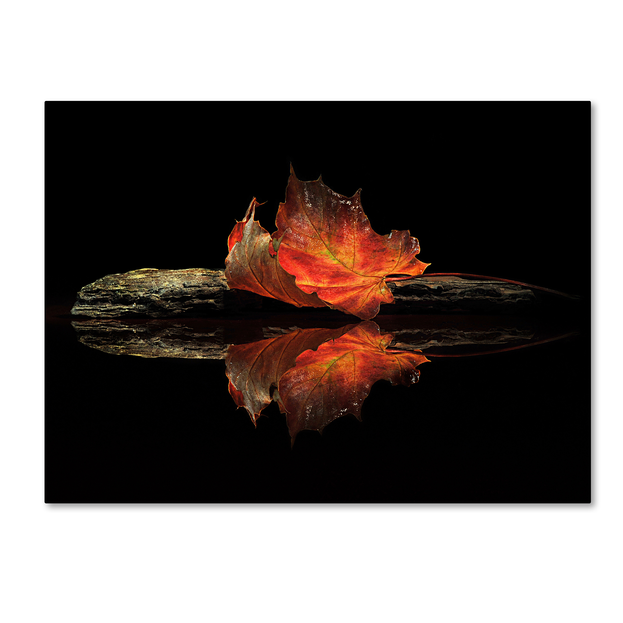 Trademark Fine Art 'Autumn Colors' Canvas Art by Aida Ianeva