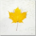 thumbnail image 1 of Trademark Fine Art "Autumn Colors II" Canvas Art by Sue Schlabach, 1 of 3