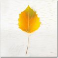 thumbnail image 1 of Trademark Fine Art "Autumn Colors III" Canvas Art by Sue Schlabach, 1 of 3