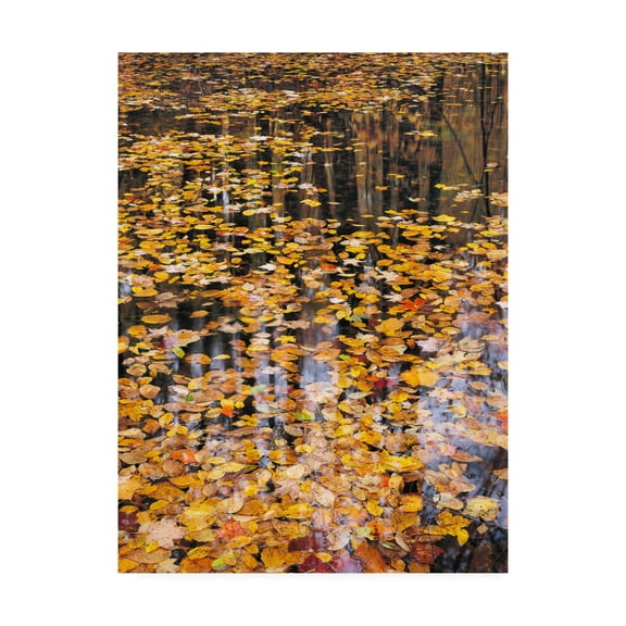 Trademark Fine Art 'Autumn Detail' Canvas Art by John Gavrili