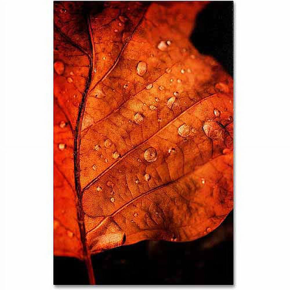 Trademark Fine Art "Autumn Droplets" Canvas Art by Philippe Sainte-Laudy