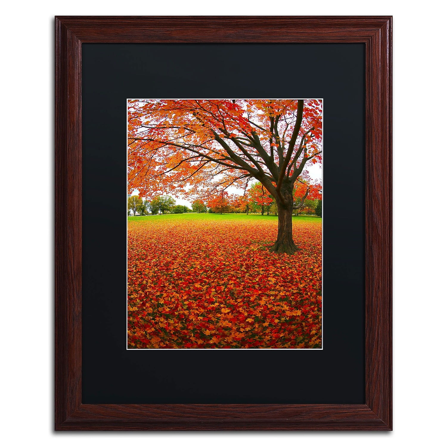 Trademark Fine Art "Autumn Expressions" Canvas Art by CATeyes, Black Matte, Wood Frame