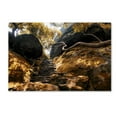 thumbnail image 1 of Trademark Fine Art 'Autumn Forest' Canvas Art by Philippe Hugonnard, 1 of 3