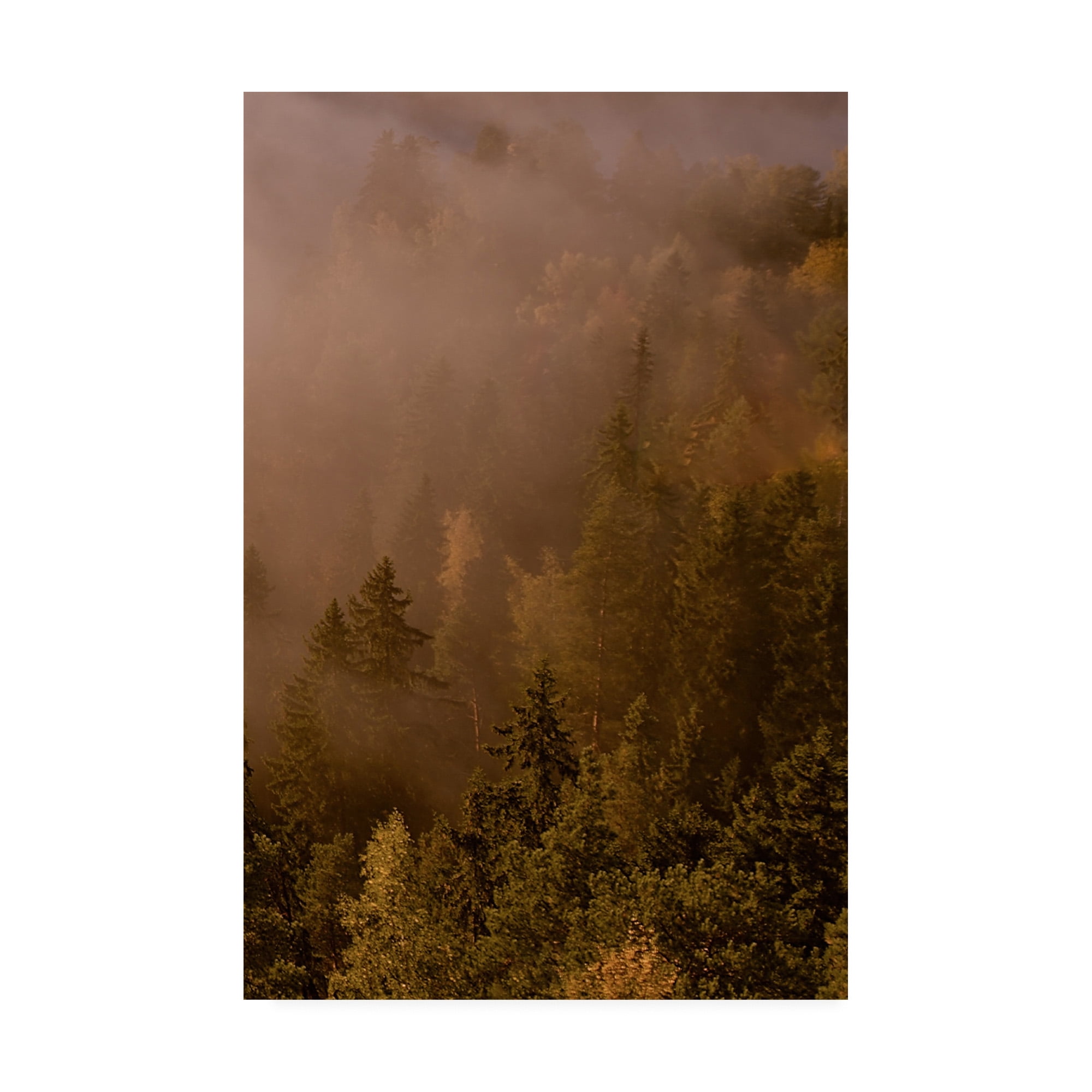 Trademark Fine Art 'Autumn Forest Green' Canvas Art by PhotoINC Studio