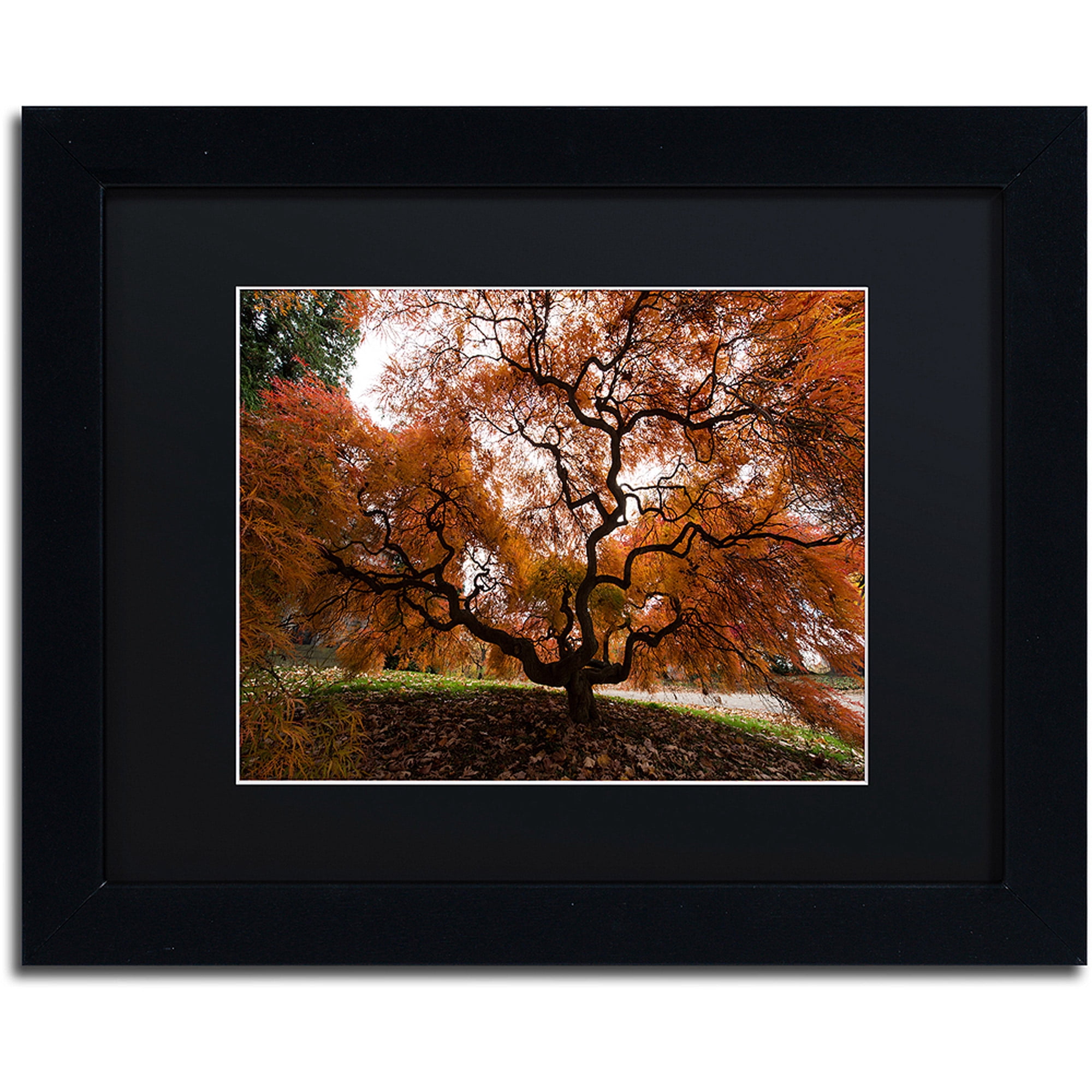 Trademark Fine Art "Autumn Japanese Maple Tree" Canvas Art by Kurt Shaffer, Black Matte, Black Frame