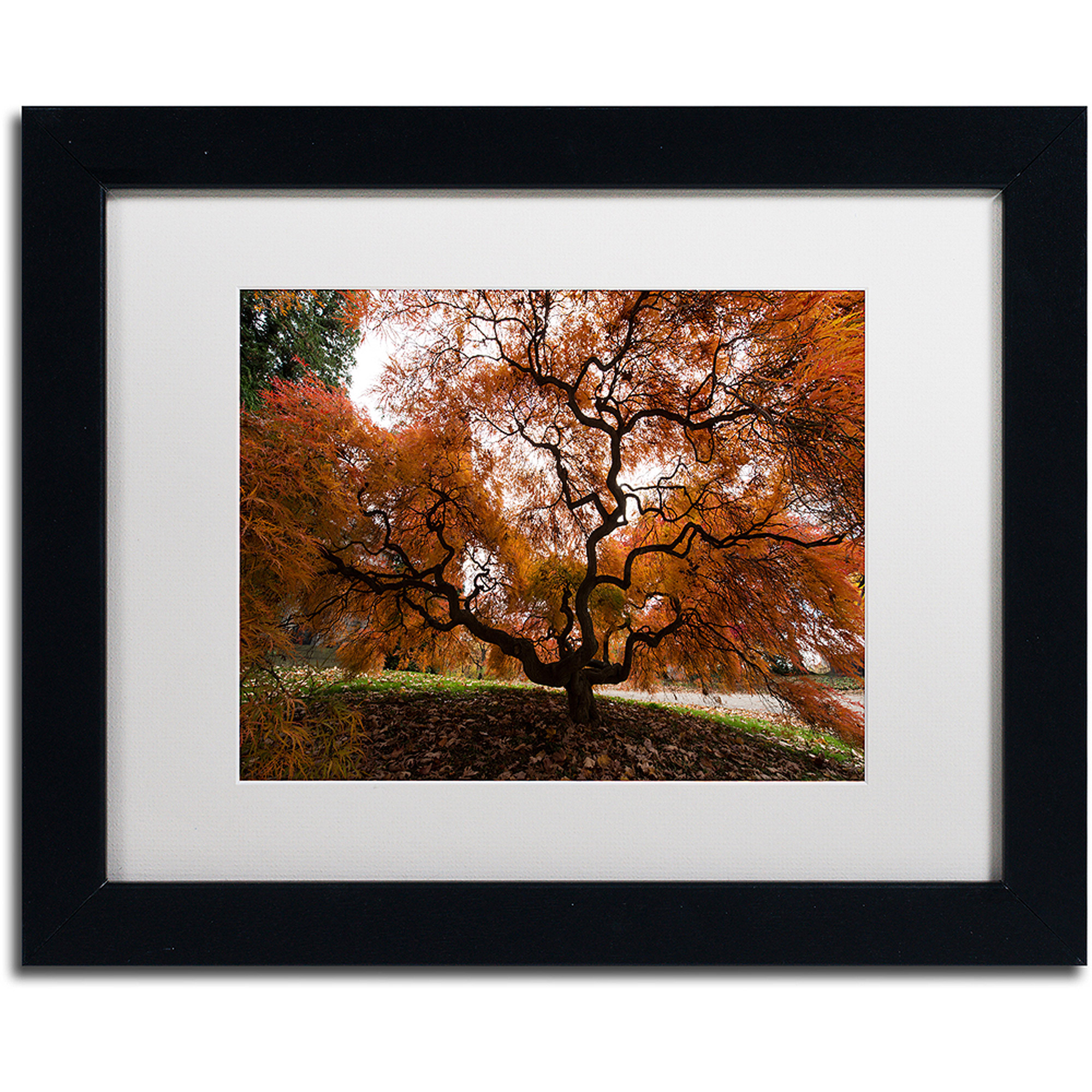 Trademark Fine Art "Autumn Japanese Maple Tree" Canvas Art by Kurt Shaffer, White Matte, Black Frame