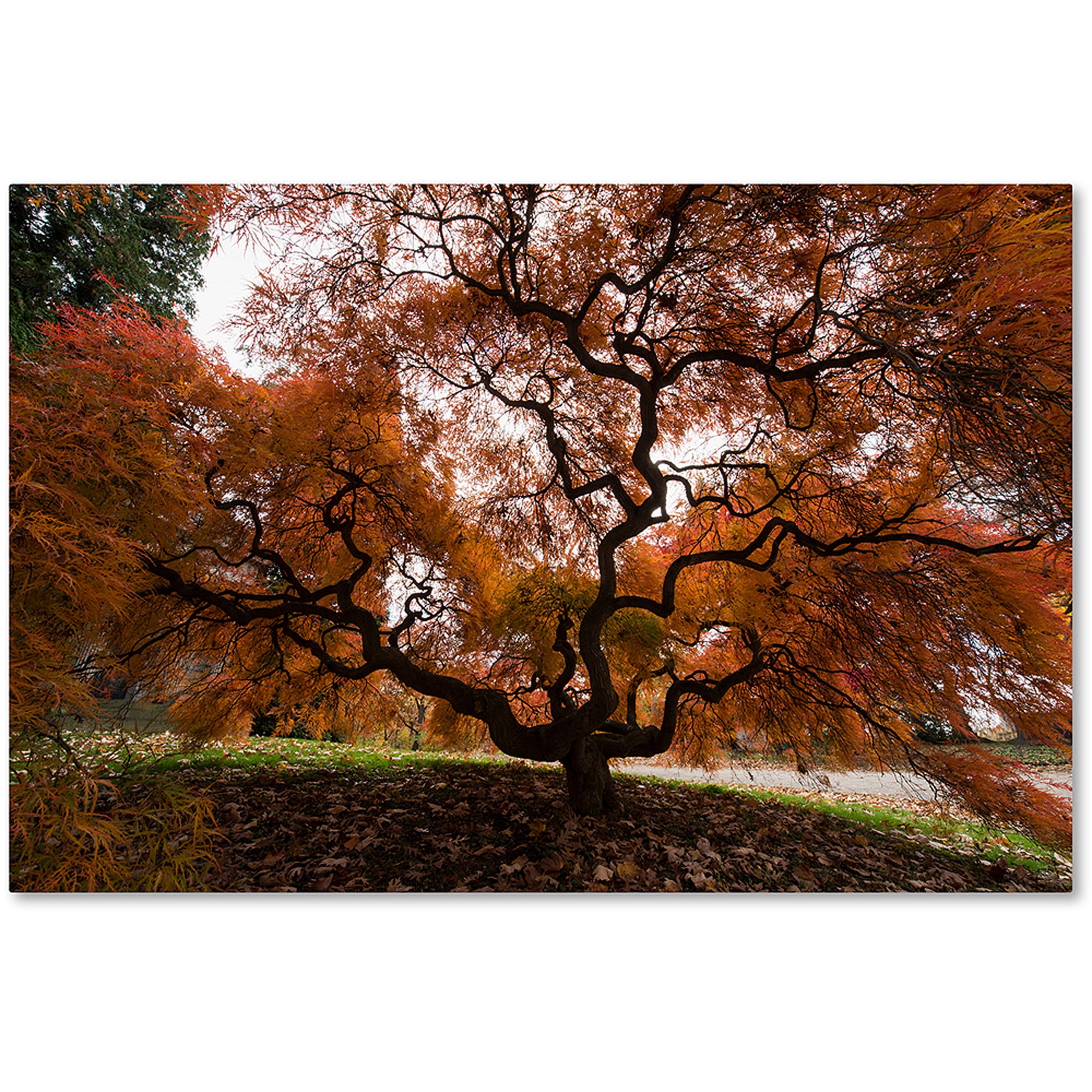 Trademark Fine Art "Autumn Japanese Maple Tree" Canvas Art by Kurt Shaffer