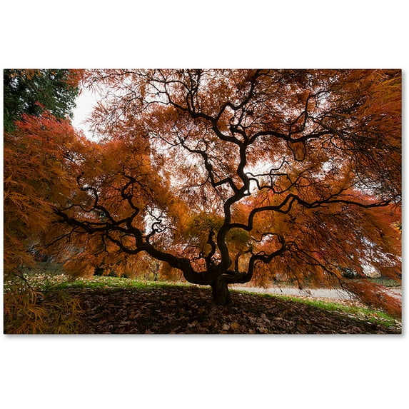 Trademark Fine Art "Autumn Japanese Maple Tree" Canvas Art by Kurt Shaffer