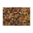 thumbnail image 1 of Trademark Fine Art 'Autumn Leaf Collage' Canvas Art by Kurt Shaffer Photographs, 1 of 3