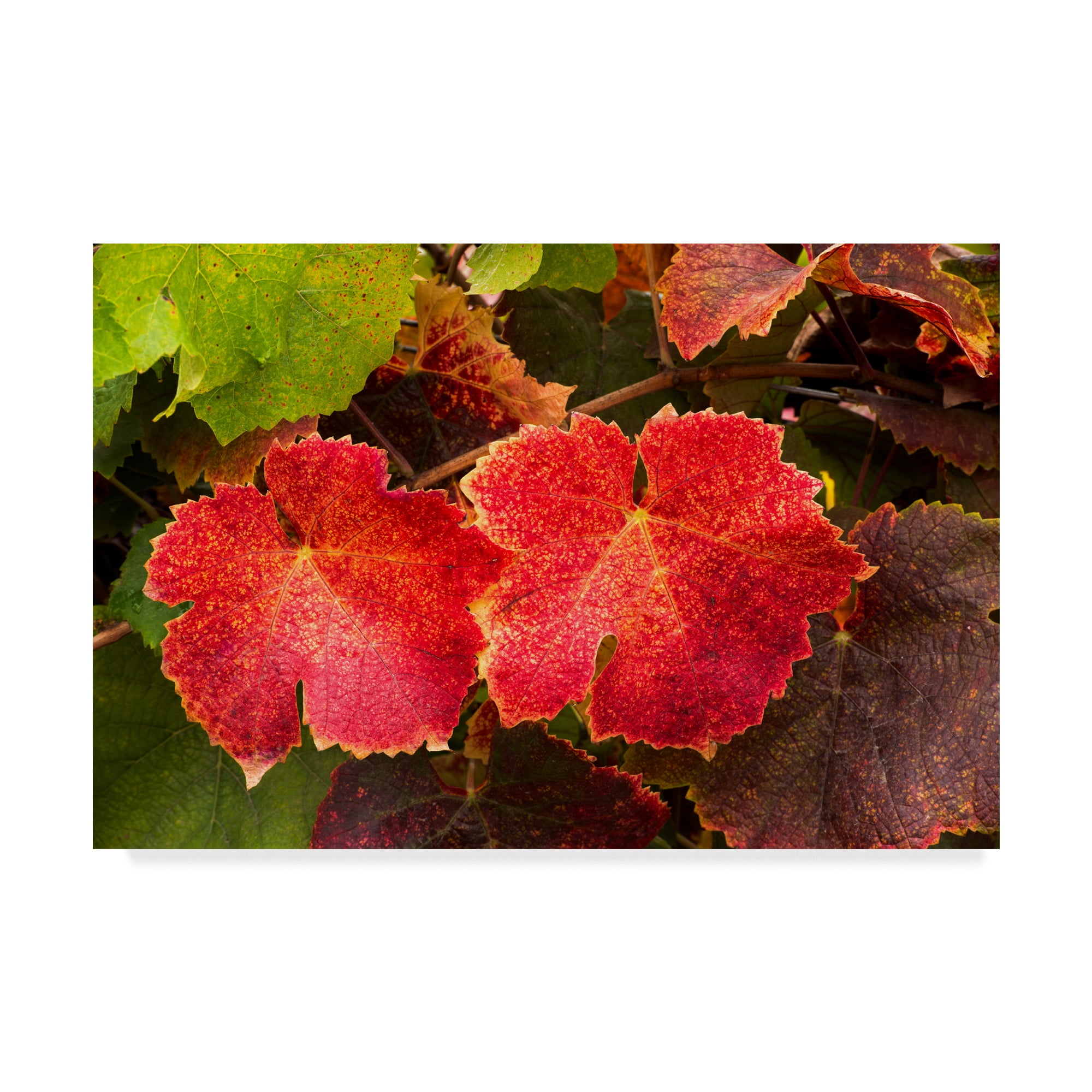 Trademark Fine Art 'Autumn Leaves' Canvas Art by Lance Kuehne