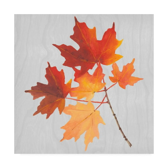 Trademark Fine Art 'Autumn Leaves IV' Canvas Art by Dianne Miller