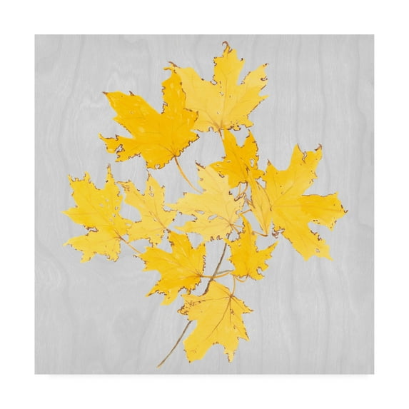 Trademark Fine Art 'Autumn Leaves VII' Canvas Art by Dianne Miller