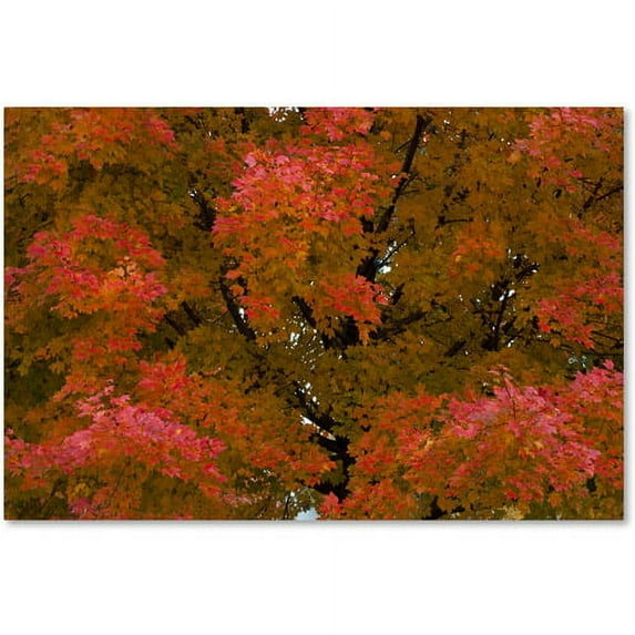 Trademark Fine Art "Autumn Maple Splendor" Canvas Art by Kurt Shaffer