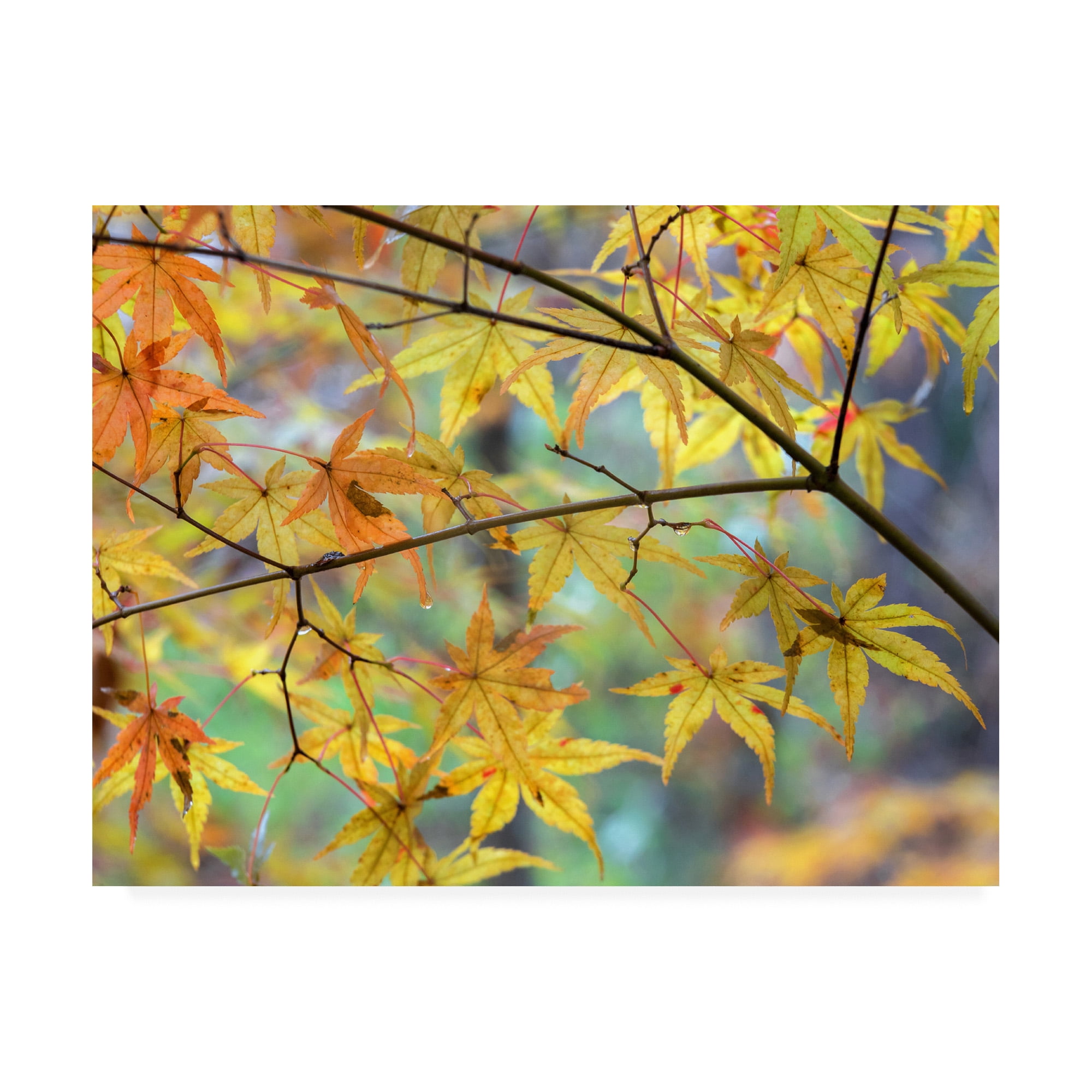 Trademark Fine Art 'Autumn Maples' Canvas Art by David Hammond