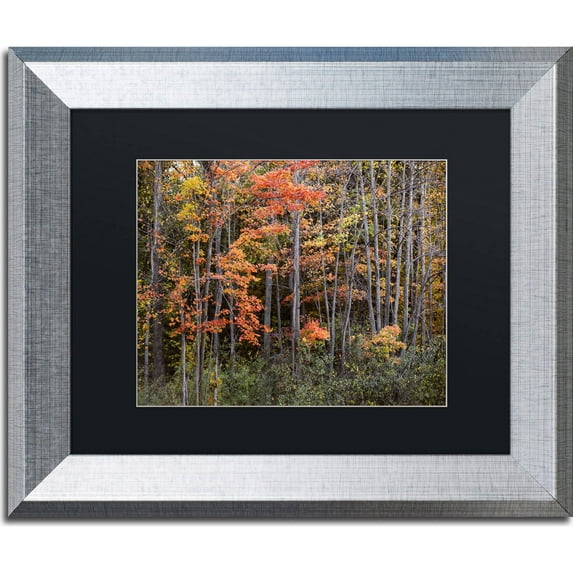 Trademark Fine Art "Autumn Tree Line" Canvas Art by Jason Shaffer, Black Matte, Silver Frame