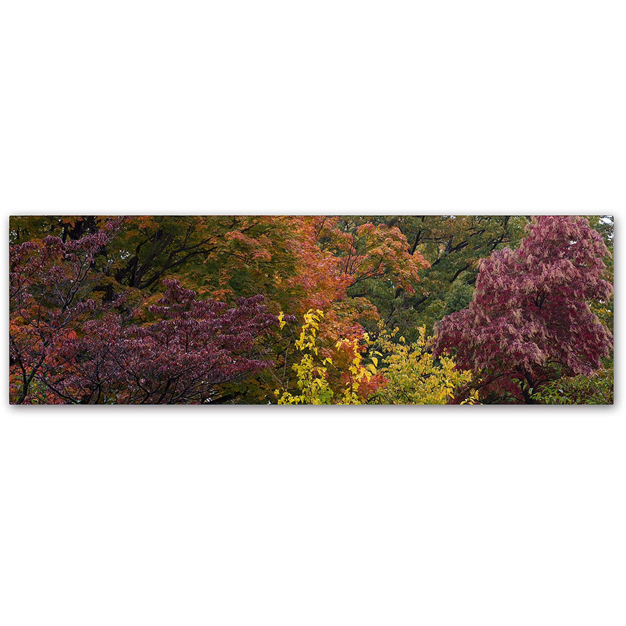 Trademark Fine Art "Autumn's Diversity" Canvas Art by Kurt Shaffer
