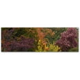 thumbnail image 1 of Trademark Fine Art "Autumn's Diversity" Canvas Art by Kurt Shaffer, 1 of 1
