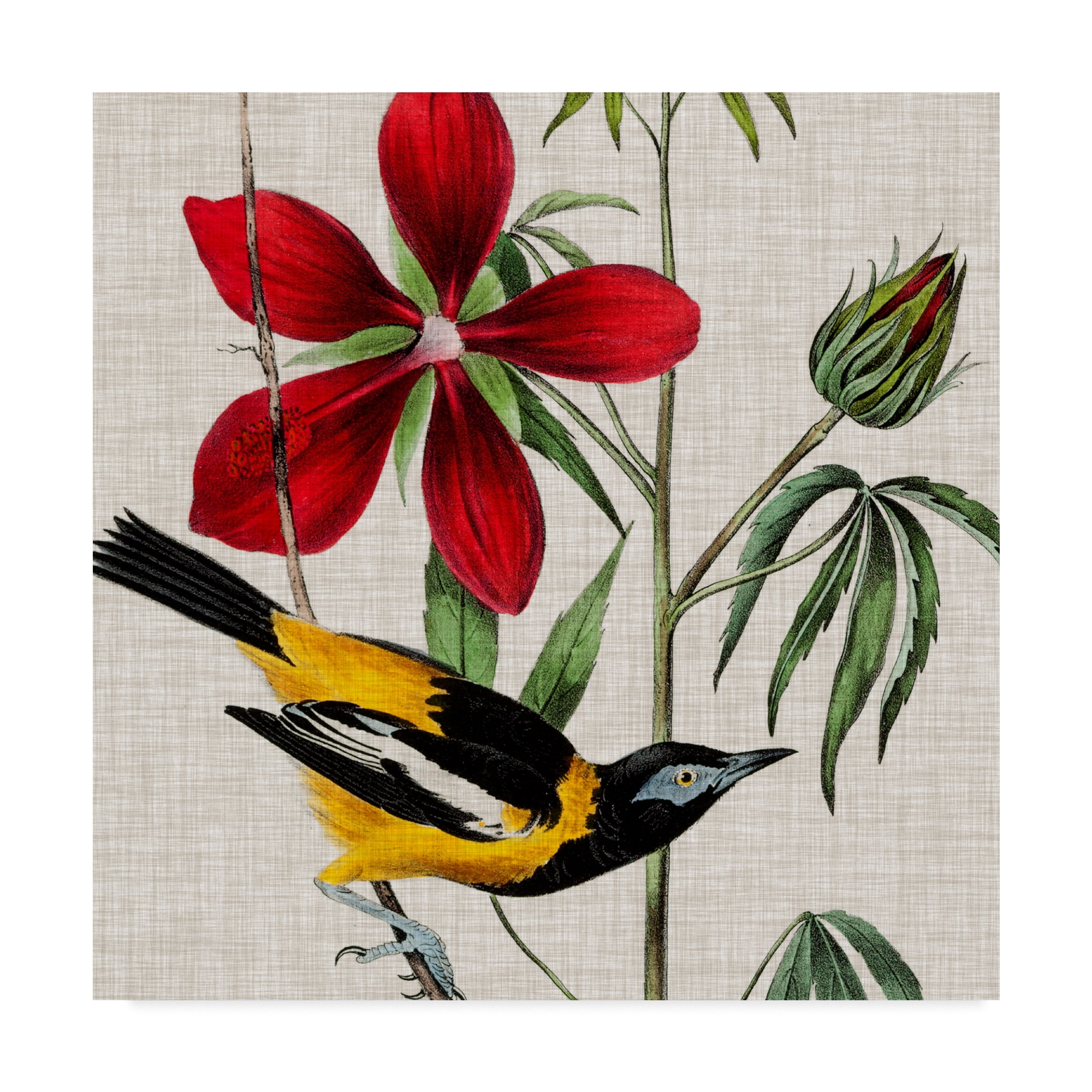 Trademark Fine Art 'Avian Crop I' Canvas Art by John James Audubon